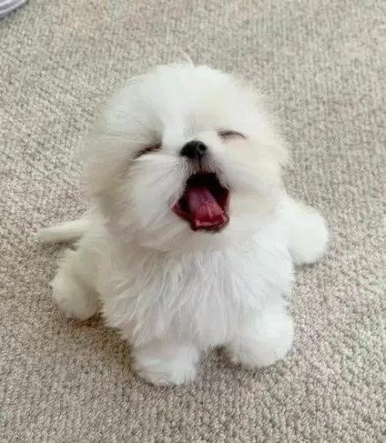 Filhote maltês, Diga olá para um amor que nunca te abandonará!