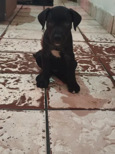 Cane corso italiano 