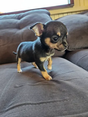 Chihuahua fêmea Pelo Curto