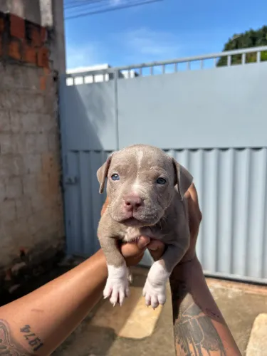 Vende-se filhotes de American Bully