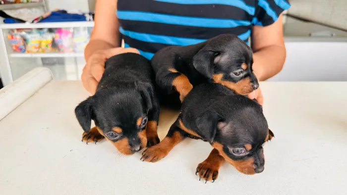 Pinscher
