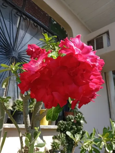 Vende-se plantas