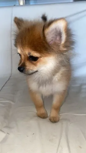lulu da pomeranea ananzinho
