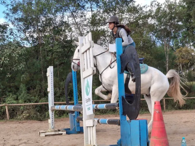 Cavalo meio sangue lusitano 