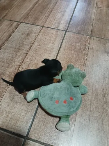 Pinscher Fêmea