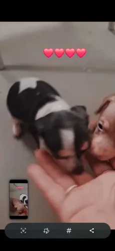 Pinscher FÊMEAS e Machos Micro Tam 0 Parcelo em 18x