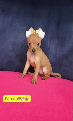 Pinscher filhotes lindos disponíveis