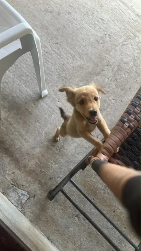 Filhote Cadela pra adoção responsável