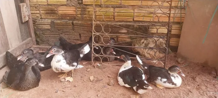 Patos