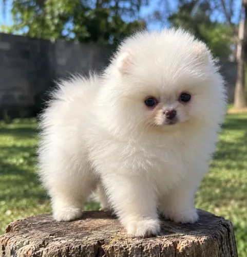 Lulu da Pomerania Anao Pronta entrega