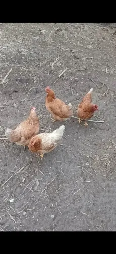 Vendo galinhas