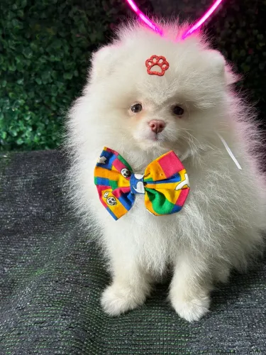 Lulu da pomerania 