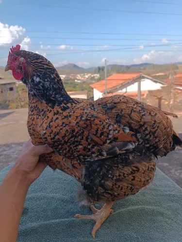 Pintinhos GSB galinha balão