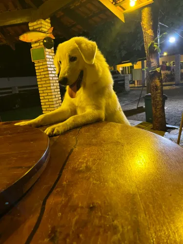 Pastor Maremano Puro querendo namorada