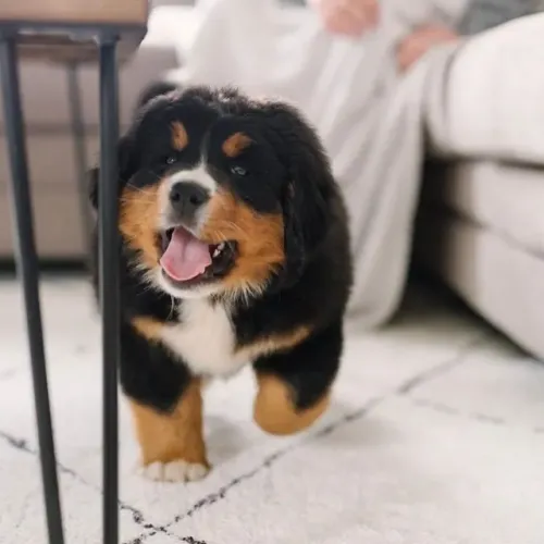 Filhotes de Bernese | Ternura que aquece o coração.