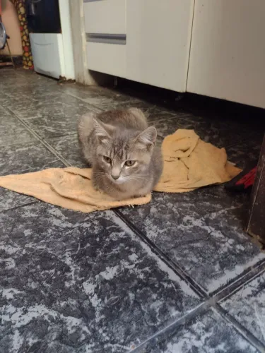 Do-ase filhote de gato .
