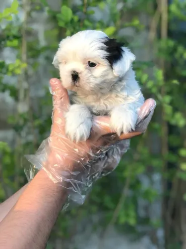 Shih tzu - Filhotes para Quem Busca Muito Mais do que um Animal de Estimação