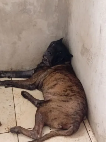 Presa canário macho 2 anos valor 1.500 reais.