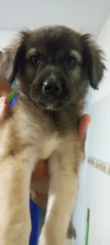 Doação de cachorrinha ?