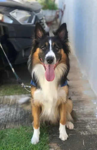 Procura-se Border Collie Fêmea para cruza