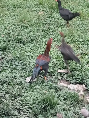 Frango indiano 