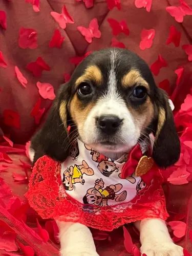 beagles com contrato