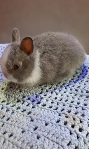 Mini coelho