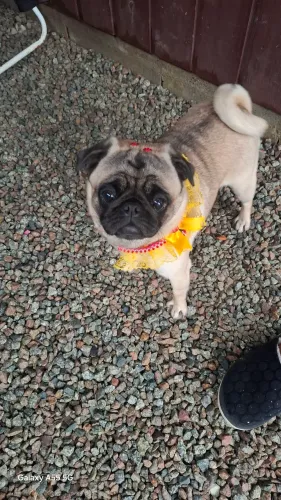 Vendo pug fêmea 