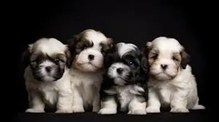 Shih Tzu "Fofo com orgulho