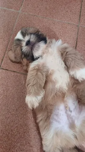 Shih Tzu a venda