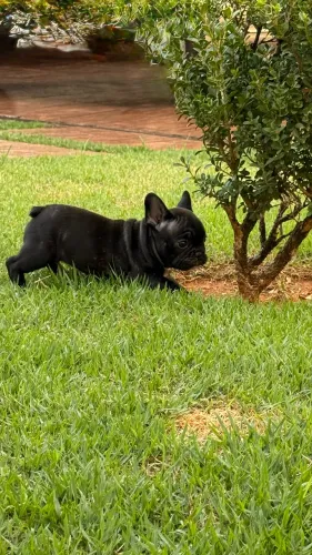 Vende-se filhotes de buldogue francês