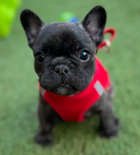 Bulldog francês maravilhosa 