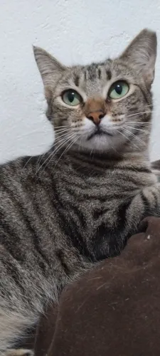 Doação de gato