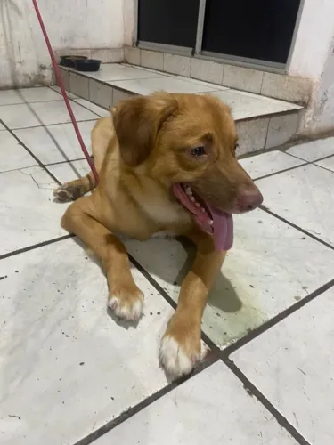 Cachorro para adoção