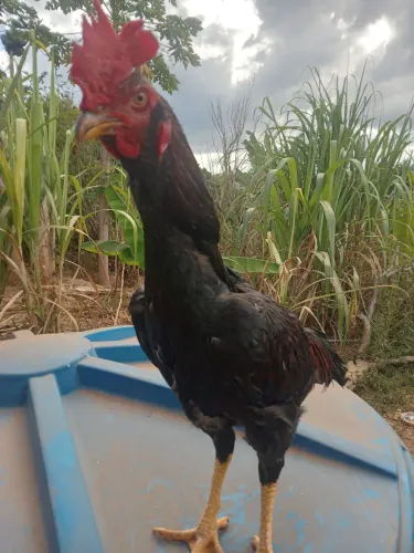 Frango indio Bod