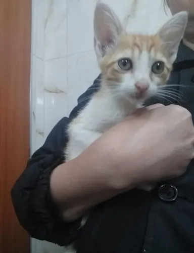 DOA SE GATINHO FILHOTE AMARELO.MACHO CASTRADO