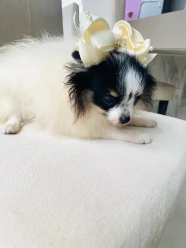 Spitz Alemão Anão
