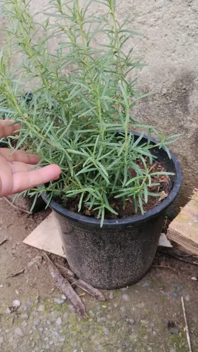Alecrim no vaso de 5L 