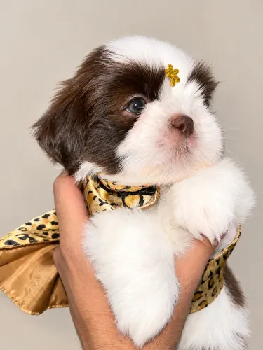 Shih tzu branco com chocolate  fêmea 