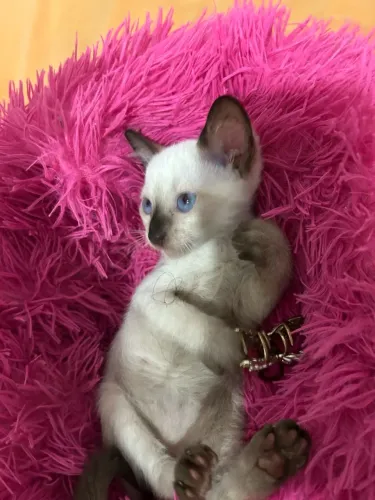 Gatinha para adoção 