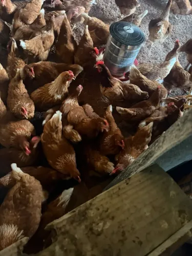 Vendo frangas poedeira começaram a postura agora já pondo da rança embraba 51