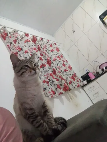 Doação de gato