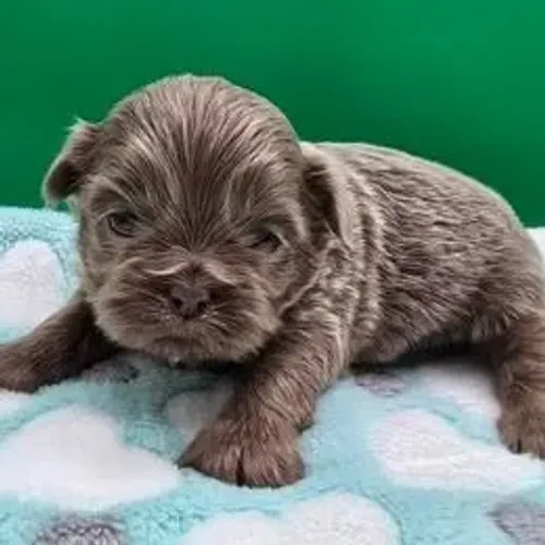 Shih Tzu,Shih Tzu Filhote Saudável Excelente Companhia