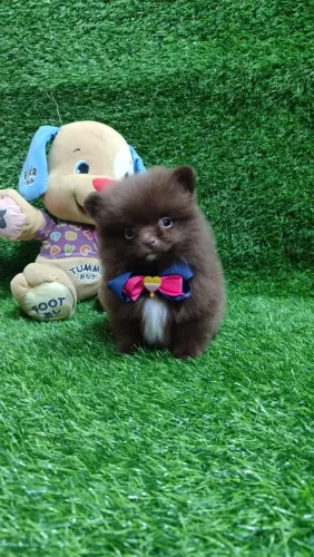 Machinho spitz alemão anão chocolate