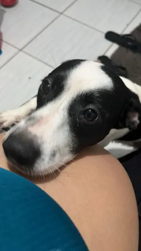 Pitbull com labrador