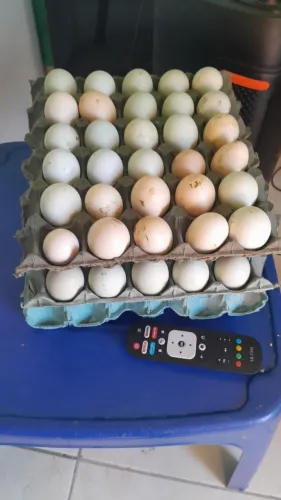 Peru pra vender