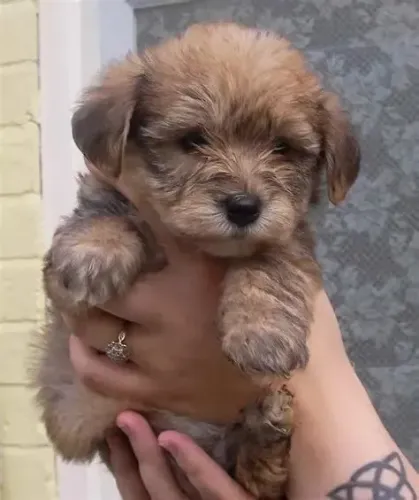 poodle 