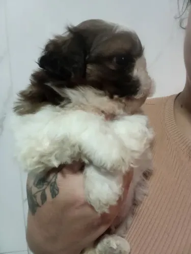 Shitzu macho