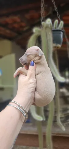 Galgo Italiano Macho - Maravilhoso exemplar