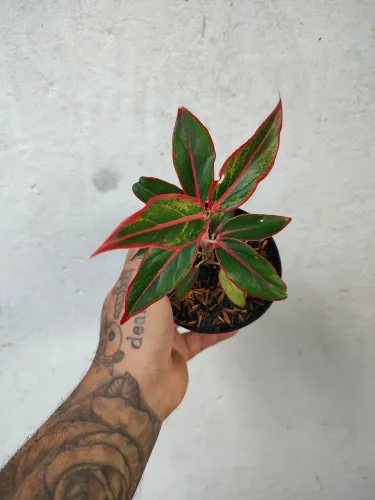Plantas ornamentais
